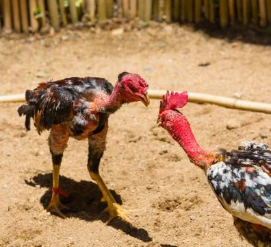 Fierce cock-fight in progress Foto stock