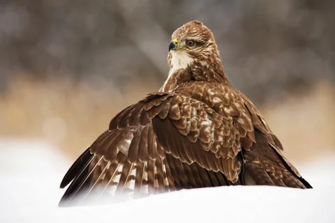 Fierce common buzzard protecting the prey with wings spread wide in polar nature Stock Photos