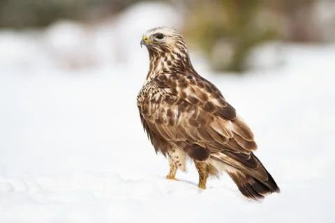 Fierce common buzzard sitting on snow in winter nature. Stock Photos