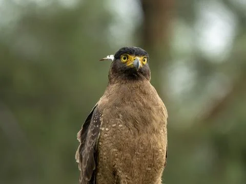 A fierce Crested Serpent Eagle with intense yellow eyes perches alertly Stock Photos