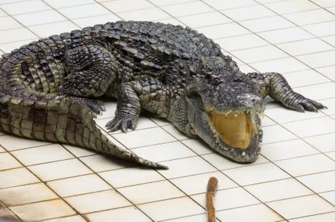 Fierce crocodile Stock Photos