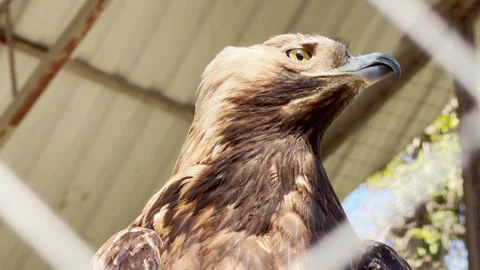 Fierce Eagle Screams from Enclosure Creating Sharp Piercing Echoes Stock Footage 333768155