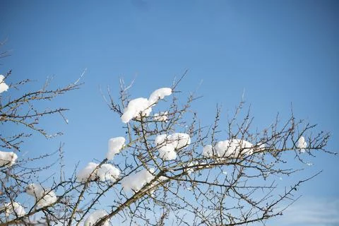 Fierce frost in winter on a sunny day Stock Photos