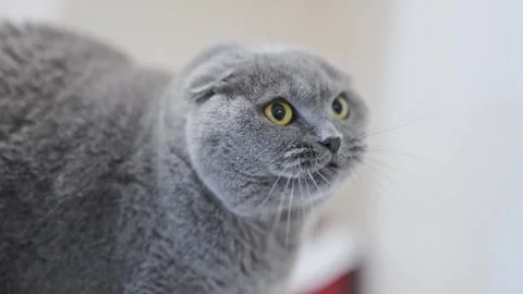 Fierce grey Scottish Fold cat hisses, eyes wide in shock, mouth open in Stock Footage 311941243