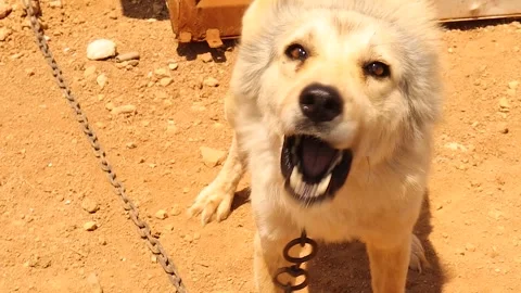 Fierce guard dog barking at stranger showing loyalty, and security Stock Footage 317363771