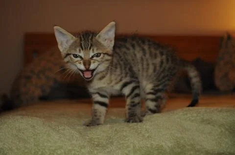 Fierce Kitten Foto stock