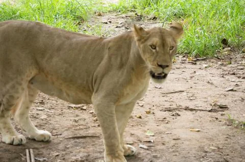 Fierce lion Stock Photos