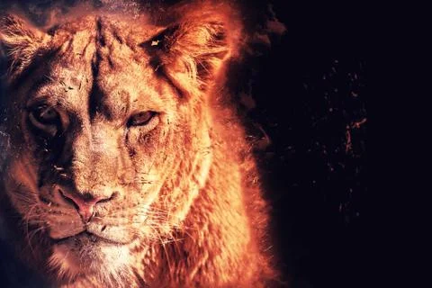 Fierce lioness Stock Photos