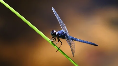 Fierce looking dragonfly perched on foilage 스톡 동영상 91552920