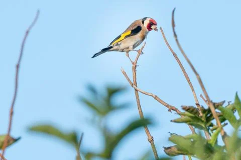 Fierce looking goldfinch Foto stock