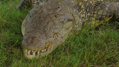 Fierce nile crocodile attacking and jumping into water in grassy habitat of Okav Stock Footage 333308893