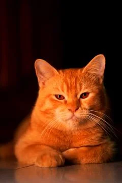 Fierce Orange Cat in Warm Light Stock Photos