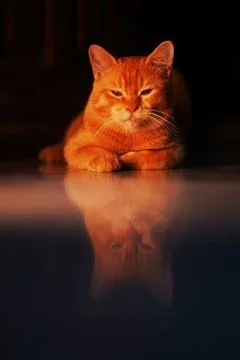 Fierce Orange Cat in Warm Light Stock Photos