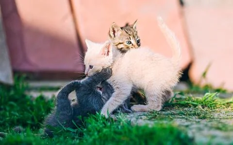 Fierce Play Between Adorable Kittens on Grass Stock Photos