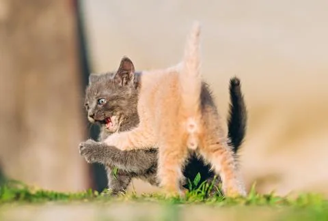 Fierce Play Between Adorable Kittens on Grass Stock Photos