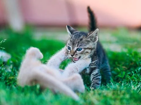Fierce Play Between Adorable Kittens on Grass Stock Photos
