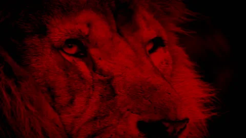 Fierce Red Lion Face Looking Around Video stock 184609136