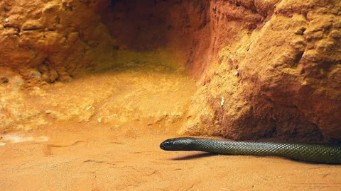 Fierce snake Stock Footage 132970204