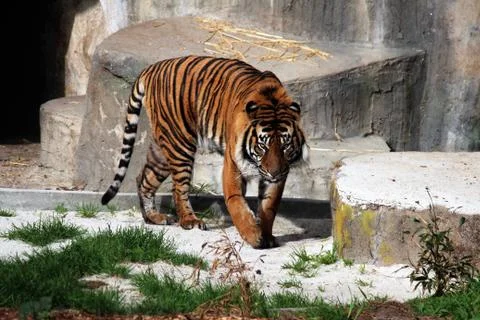 Fierce Tiger Fotos Stock