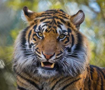 Fierce tiger Stock Photos