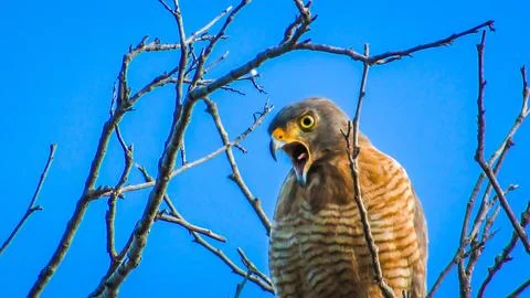 A fierce wild hawk with an open beak, calling from a tree branch under a vi.. Stock Photos