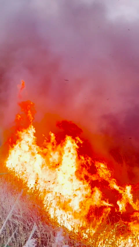 The fierce wildfire consumes the forest, thick smog blankets the area Stock Footage 306165147