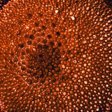 Fiery abstract macro texture of puffball mushroom – digitally enhanced Stock Photos