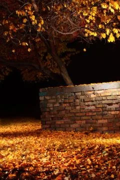 Fiery autumn Stock Photos