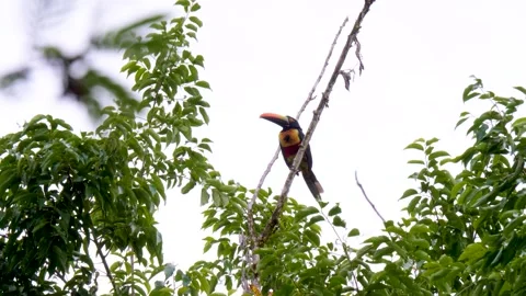Fiery-billed aracari toucan perched on a tree branch in Costa Rica, looking Video stock 346649027