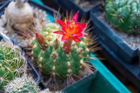 Fiery bloom on spiny cactus Stock Photos