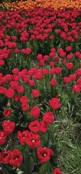 Fiery Blossoms: Vibrant Display of Red and Orange Tulips in Full Bloom Stock Photos