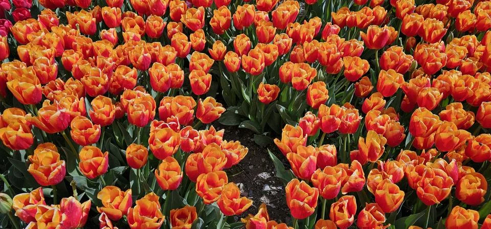 Fiery Blossoms: Vibrant Display of Red and Orange Tulips in Full Bloom Stock Photos