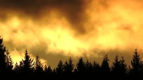 Fiery Clouds Billow Behind the Evergreens 库存影片 62493058