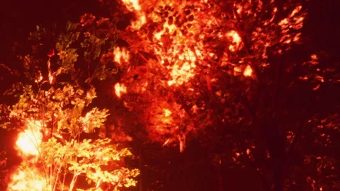 Fiery Display of Nature as Trees Ignite in a Raging Forest Fire at Night Stock Footage 346689593