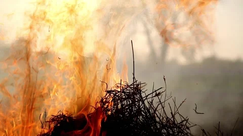 A fiery flame devours a dry grass Stock Footage 89415842