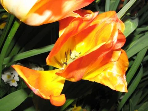 Fiery Flower Stock Photos