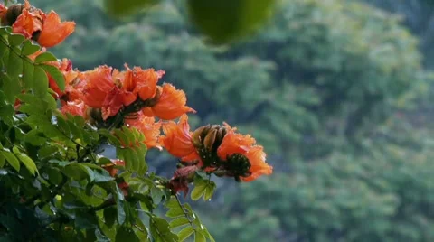 Fiery Flowers Rain Stock Footage 8061731