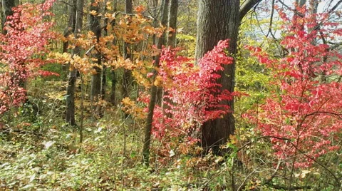 Fiery Foliage on the Forest Floor Stock Footage 44061707