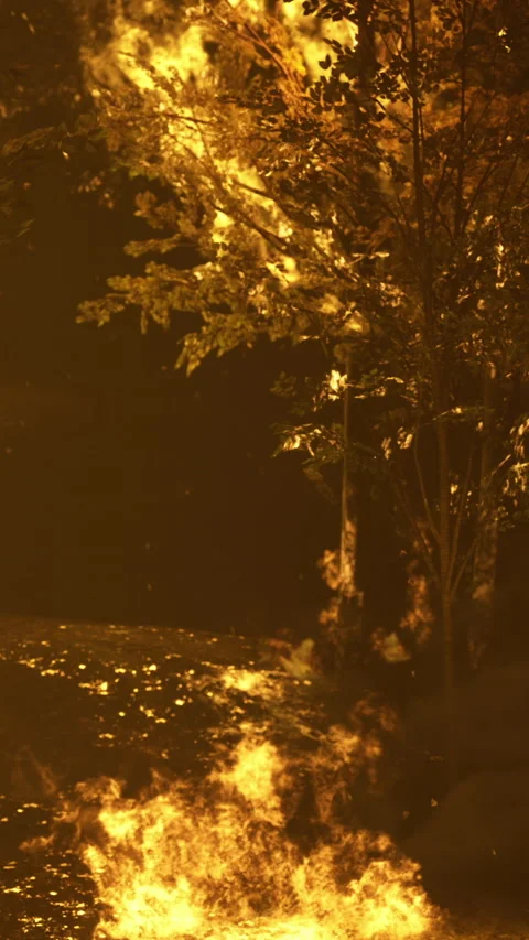Fiery glow envelops the trees in a surreal nighttime forest scene Stock Footage 334049861