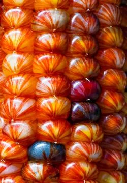 Fiery Indian Maize Stock Photos