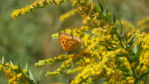 Fiery moth on a yellow flower. 스톡 동영상 117223007