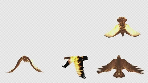 Fiery phoenix birds from different sides on a transparent background Stock-Footage 197176037