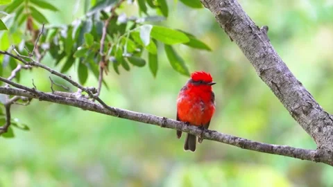 Fiery red bird perched on branch in lush green forest, showcasing vibrant Stock Footage 340951834