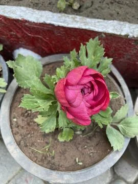 A fiery red bloom, symbolizing passion and beauty in every petal. Stock Photos