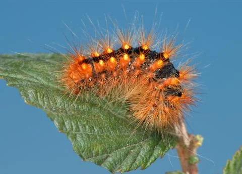 Fiery-red caterpillar. Stock Photos