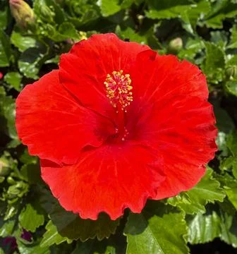 Fiery Red Hibiscus Bloom Under Bright Florida Sun Stock Photos