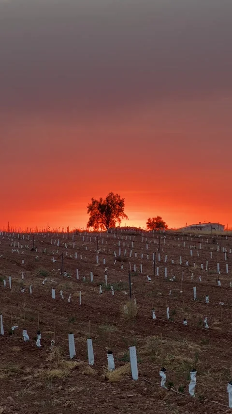 Fiery Red Sunset Over Young Agricultural Field Plantation Stock Footage 340194454