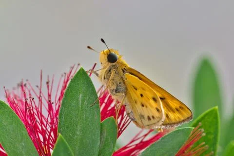 Fiery Skipper on bottlebrush Foto stock