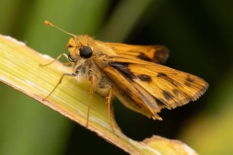 Fiery Skipper Butterfly Stock Photos