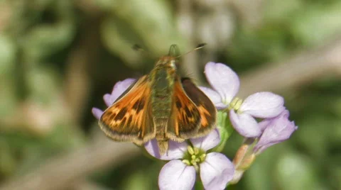 Fiery Skipper Stock Footage 282402